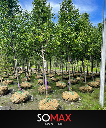boston earth day plant trees