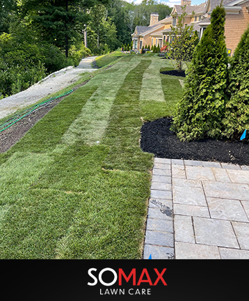 wellesley hills lawn care grass