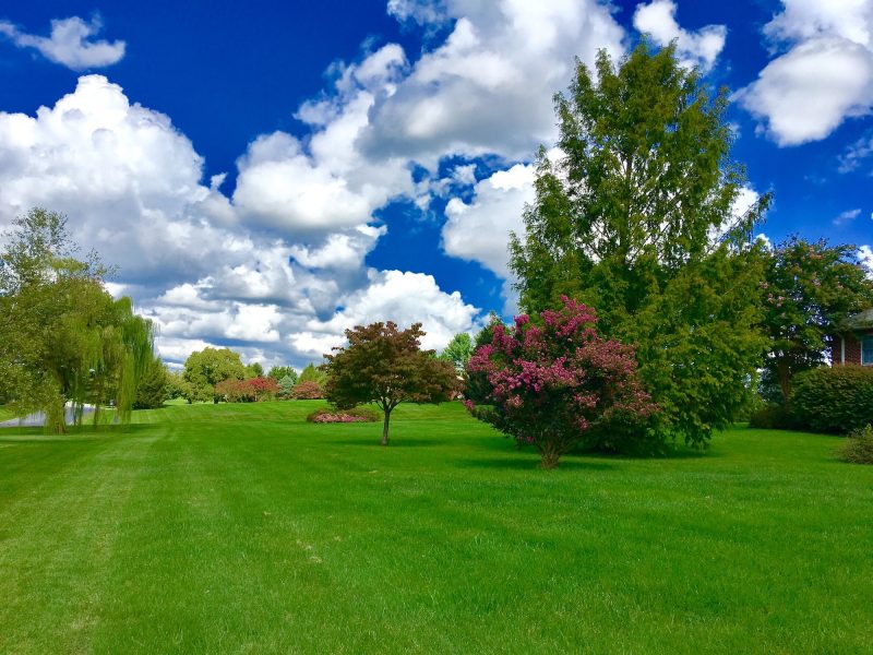 Beautiful landscaped yard with azaleas, flowering trees on spring day with fluffy clouds in blue sky