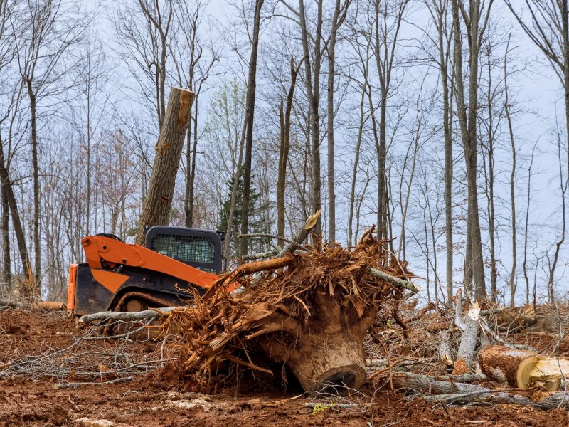 Freshly cut trees for residential construction in backhoe clearing forest on land clearing