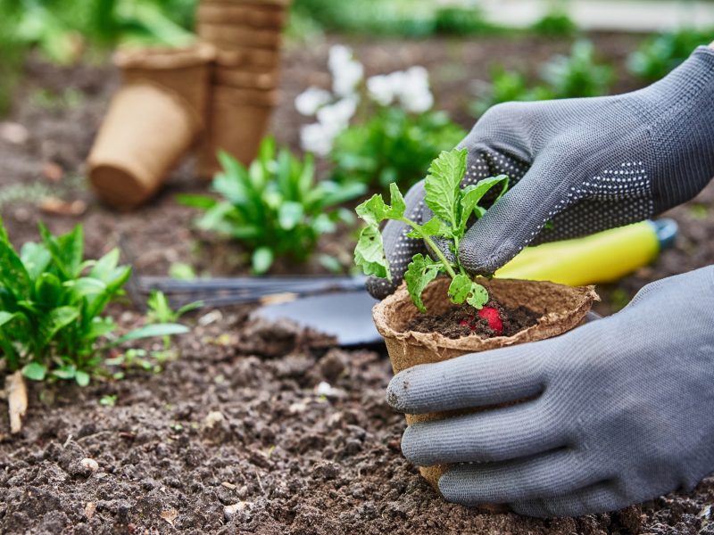 Gardener hands picking and planting vegetable plant in the garden