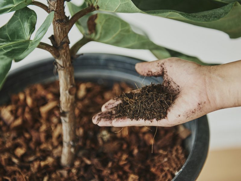 Woman taking care of her plant baby