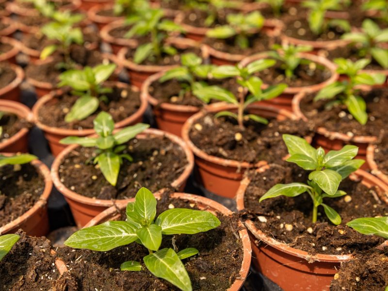 Young plants growing in plant nursery